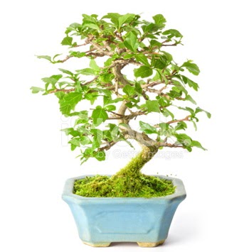 S zerkova bonsai ksa sreliine  Kbrs iek yolla 