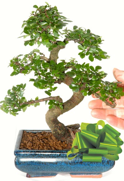 Yaklak 25 cm boyutlarnda S bonsai  Kbrs iekiler 