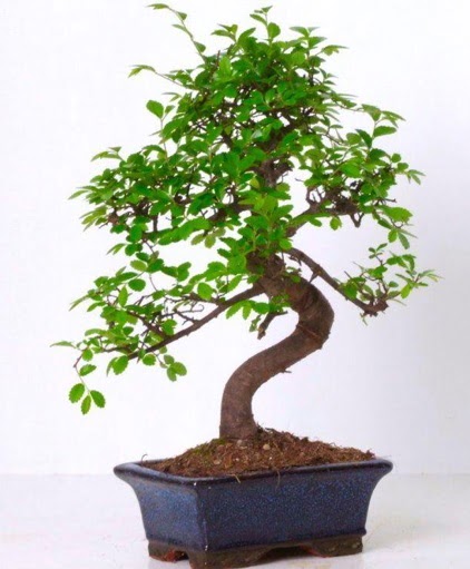 S gvdeli bonsai minyatr aa japon aac  Kbrs iek gnderme 