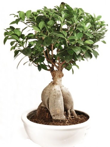 Ginseng bonsai japon aac ficus ginseng  Kbrs iek yolla 
