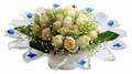 cam günes ve dolunay bembeyaz  Kıbrıs hediye çiçek yolla 