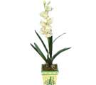 Özel Yapay Orkide Beyaz   Kıbrıs İnternetten çiçek siparişi 