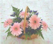 gerbera çiçeklerinde sepet   Kıbrıs çiçekçi telefonları 