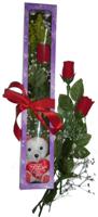  Kıbrıs online çiçek gönderme sipariş  3 adet canli gül ve oyuncak ayicik