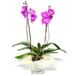  Kıbrıs ucuz çiçek gönder  Cam yada mika vazo içerisinde  1 kök orkide