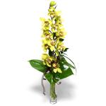  Kıbrıs çiçek yolla  cam vazo içerisinde tek dal canli orkide