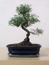 ithal bonsai saksi çiçegi  Kıbrıs cicek , cicekci 