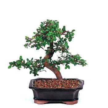 ithal bonsai saksi çiçegi  Kıbrıs cicek , cicekci 