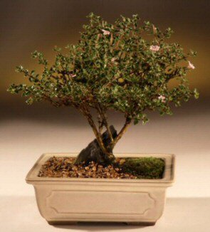 ithal bonsai saksi çiçegi  Kıbrıs güvenli kaliteli hızlı çiçek 