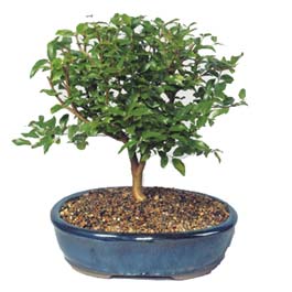  Kbrs internetten iek sat  ithal bonsai saksi iegi  Kbrs nternetten iek siparii 