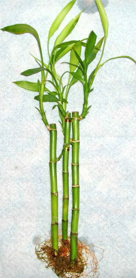 Lucky Bamboo 3 adet vazo hediye edilir   Kbrs uluslararas iek gnderme 