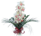  Kıbrıs çiçekçiler  Dal orkide ithal iyi kalite