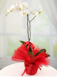 1 dal beyaz orkide saksı çiçeği  Kıbrıs çiçek yolla , çiçek gönder , çiçekçi  