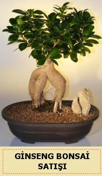 İthal Ginseng bonsai satışı japon ağacı  Kıbrıs çiçekçiler 