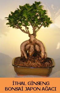 İthal japon ağacı ginseng bonsai satışı  Kıbrıs çiçek yolla 