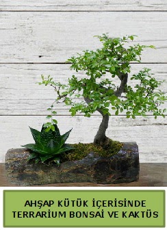 Ahşap kütük bonsai kaktüs teraryum  Kıbrıs online çiçek gönderme sipariş 