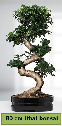 80 cm özel saksıda bonsai bitkisi  Kıbrıs çiçek , çiçekçi , çiçekçilik 
