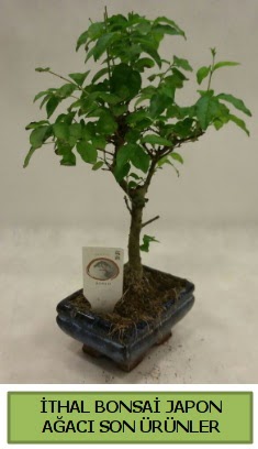 İthal bonsai japon ağacı bitkisi  Kıbrıs çiçek servisi , çiçekçi adresleri 