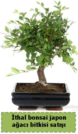 İthal bonsai saksı çiçeği Japon ağacı satışı  Kıbrıs çiçek yolla 