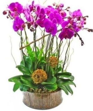 Ahşap kütükte lila mor orkide 8 li  Kıbrıs internetten çiçek siparişi 