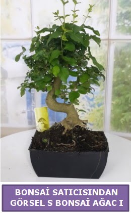 S dal eğriliği bonsai japon ağacı  Kıbrıs ucuz çiçek gönder 