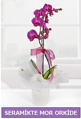 Seramik içerisinde birinci kalite tek dallı mor orkide  Kıbrıs çiçek yolla 