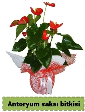 Antoryum saksı bitkisi satışı  Kıbrıs hediye çiçek yolla 