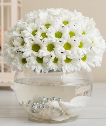 Fanusta beyaz Papatya  Kıbrıs ucuz çiçek gönder 