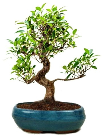 25 cm ile 30 cm aralığında Ficus S bonsai  Kıbrıs çiçek gönderme 