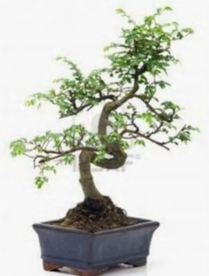 S gövde bonsai minyatür ağaç japon ağacı  Kıbrıs ucuz çiçek gönder 